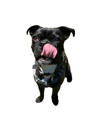 Bernie, a therapy dog in training at Coastal Therapy Group